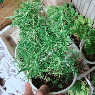 Chậu Hương Thảo
