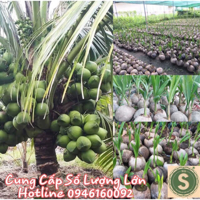 Cây Giống Dừa Dứa Siêu Thơm Nguyên Chủng