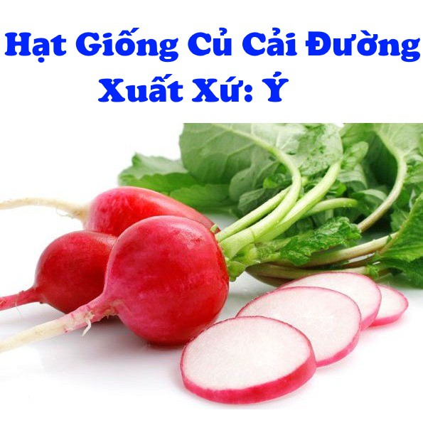Củ Cải Đường , Xuất Xứ Ý, Hạt Giống Chất Lượng Cao