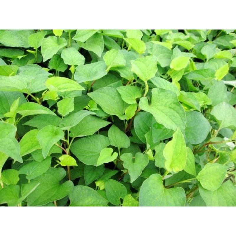 BỘT DIẾP CÁ SẤY LẠNH NGUYÊN CHẤT HỘP 500gram