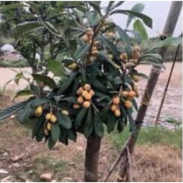 Cây giống nhót nhật (biwa) + Tặng 01 cây dâu da đất( bòn bon)