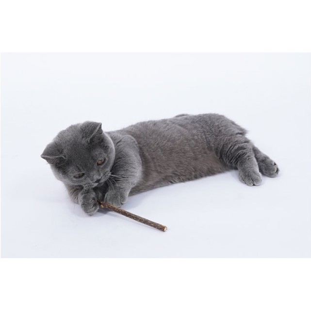 Que Gỗ Catnip Bạc Hà Cho Mèo Gặm Trắng Răng