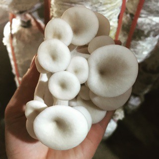 Phôi Nấm Bào Ngư 🍄 cực đễ trồng 🍄