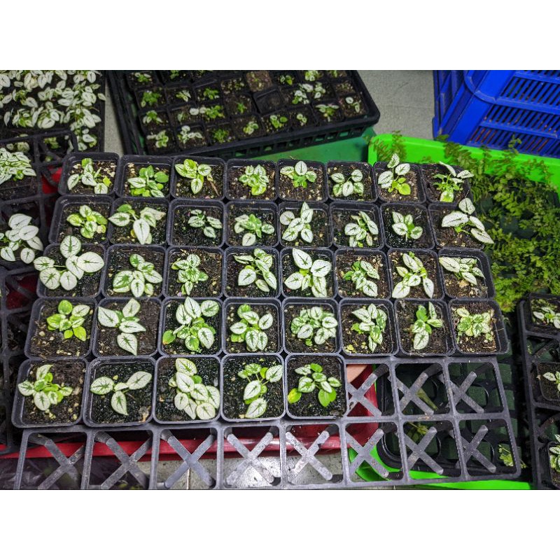 Caladium Humboldtii mini white, môn trắng, môn kiểng, kiểng lá, môn màu
