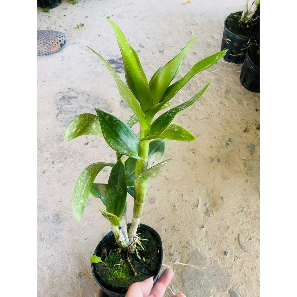 HOA LAN ĐỒNG TIỀN PASTER