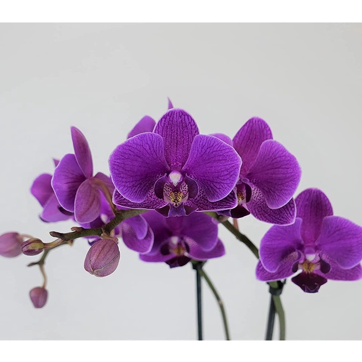Athena's Garden OP-PP175CP HẠT GIỐNG Cây lan hồ điệp trong nhà, hoa màu tím
