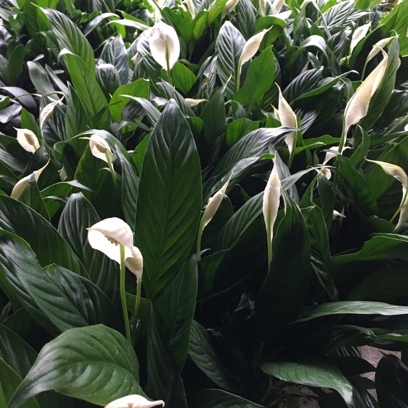 Cây Hoa Lan Ý Để Bàn,Bụi To Đã Có Hoa