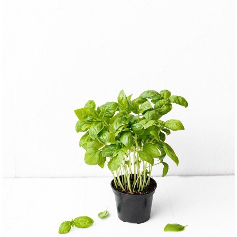 Cây gia vị | Cây húng tây | Basil