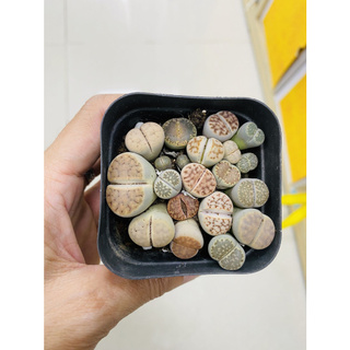 Chậu cây sen đá mông ,thạch lan , Lithops size to