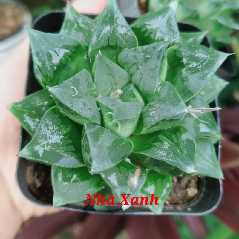 Sen đá Haworthia guốc xanh nhọn.