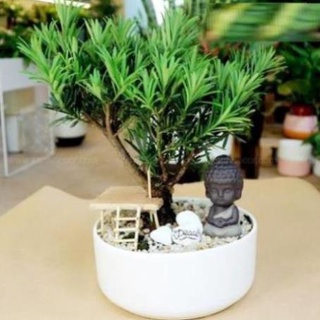 Cây tùng la hán giống, cây cao 30-40 cm, bầu lớn, cây khỏe xanh, cách tạo thế bonsa