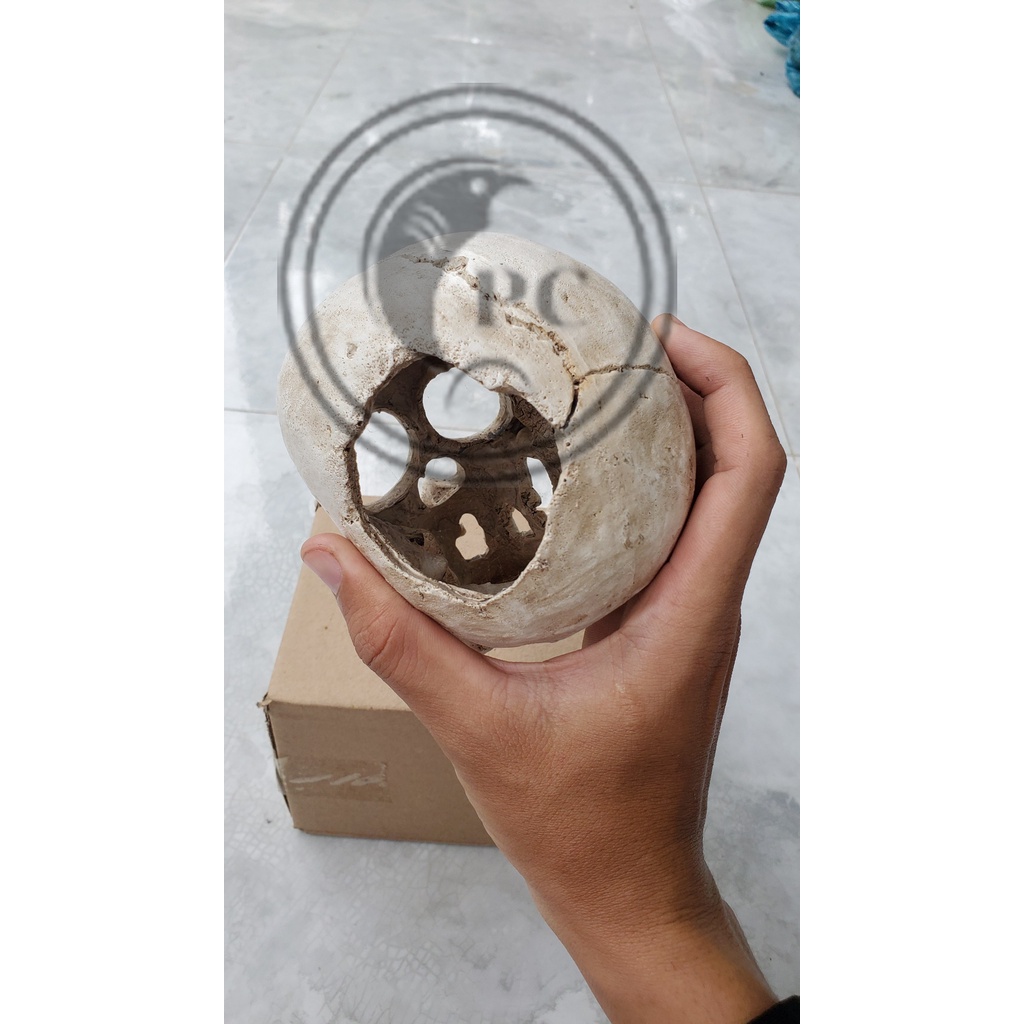 Mô hình hộp sọ trang trí hồ cá cảnh thủy sinh