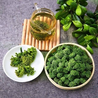 Nụ bao tử hoa tam thất