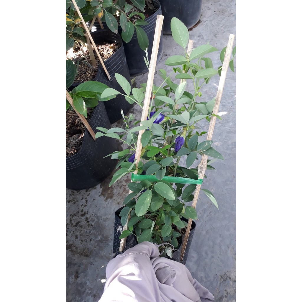 Hoa đậu biếc