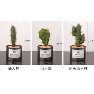 Cây xương rồng