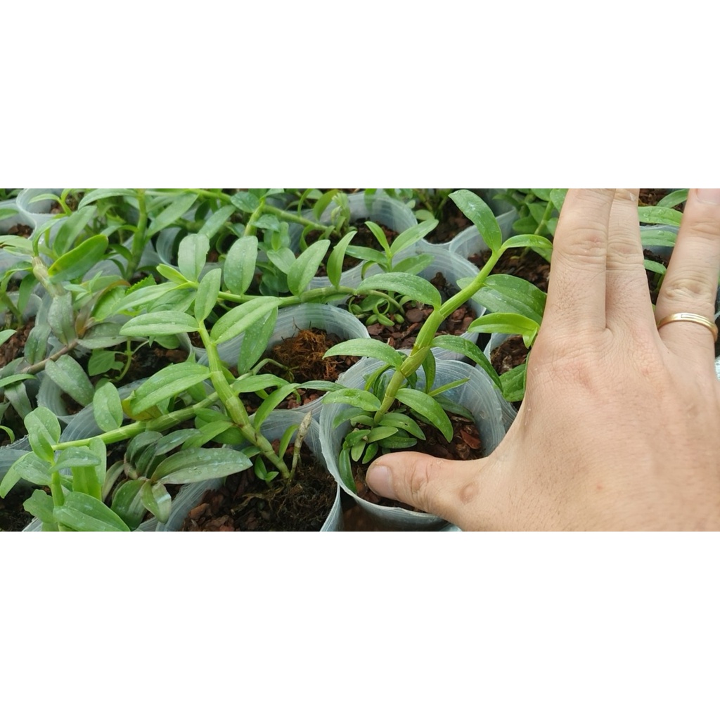 [Rẻ vô địch] trầm 5ct mắt đỏ lai phi điệp 5ct hàng giống chuẩn đẹp xanh sạch cao 10-15 cm