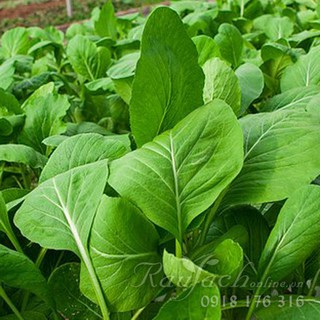 20g Hạt giống cải ngọt tuyển cao sản