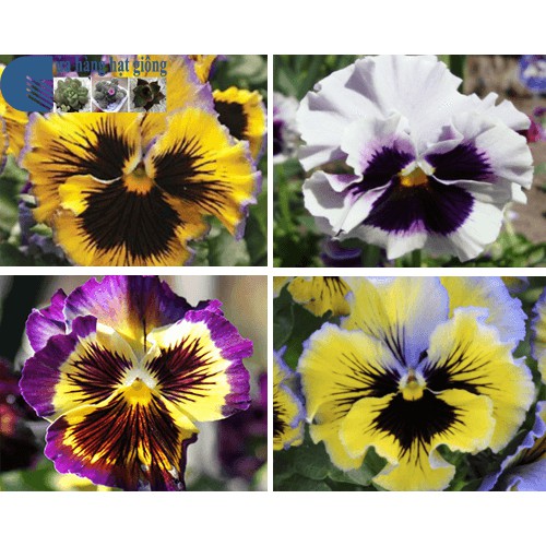 [GIÁ GỐC] HẠT GIỐNG HOA PANSY Nhiều màu - 100 hạt