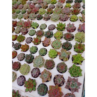 2 Sen đá mini, sen vỉ giá rẻ ( giao ngẫu nhiên )