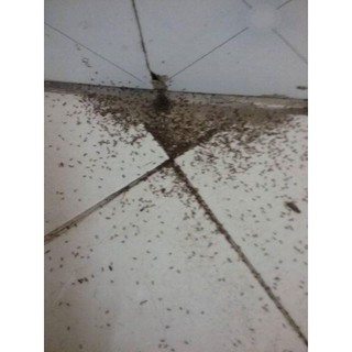 Thuốc diệt kiến gián sinh học