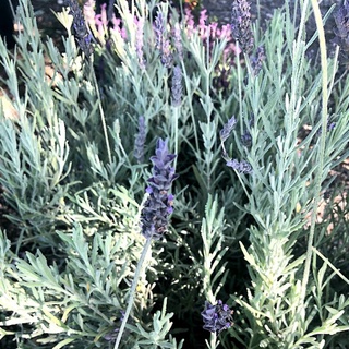 LAVENDER GOODWIN - gốc to, cây khỏe