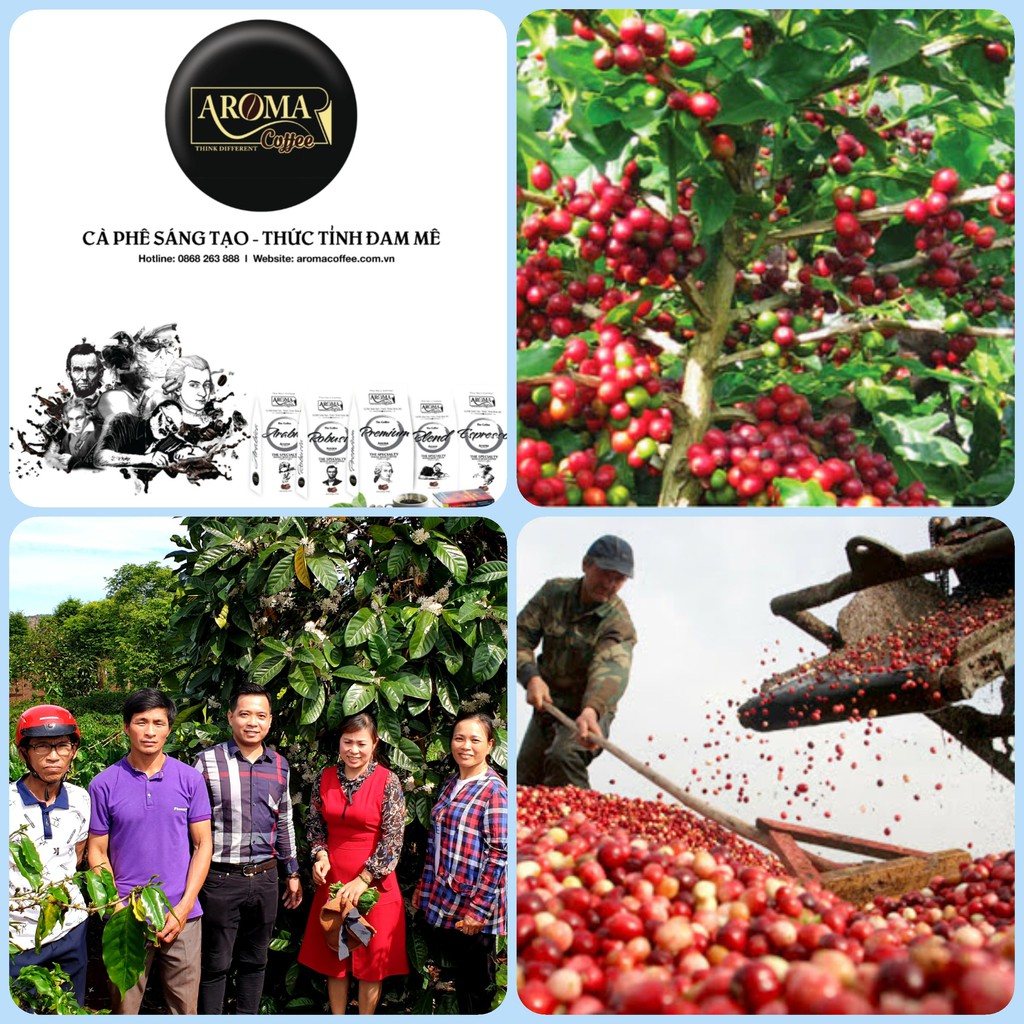 [Mã GROXUAN1 giảm 8% đơn 150K] [ Gói 500Gr ] Robusta _ Cà Phê Nguyên Chất Aroma Coffee | BigBuy360 - bigbuy360.vn
