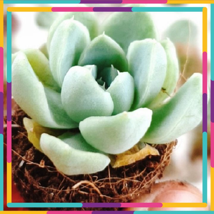 Sen đá sao băng size mini 🌳 FREE SHIP 🌳 Xuất xứ Đà Lạt, đã thuần khí hậu