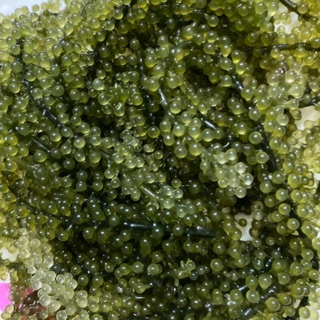 RONG NHO TÁCH NƯỚC NHA TRANG KHÁNH HOÀ