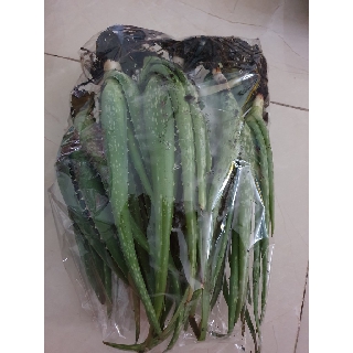 🆘Cây {Nha Đam} Thái bẹ to