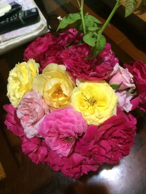 Cây hoa hồng giâm cành ( bảo hành cây 1 tháng sau mua)