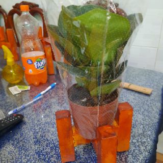 Cây Bàn Singapo mini