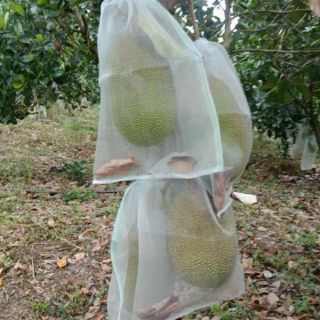 100 Túi bao trái mít cước thái