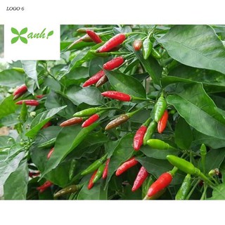 Hạt giống Ớt Xiêm (0.4g)