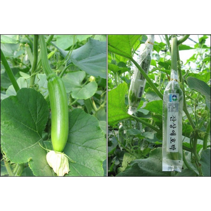 Hạt Giống Bí Vua King Ka ea F1 Hàn Quốc - 5 Hạt - Nảy mầm 100 %
