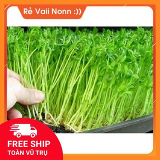 Hạt Giống Rau Mầm Rau Muống - Giòn, Ngọt, Dinh Dưỡng Cao K01 NLQK