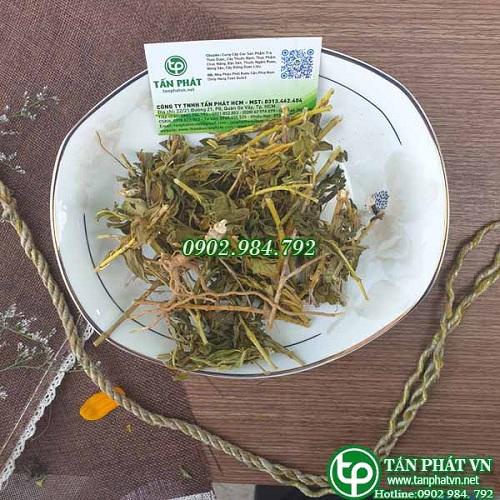 Cây dừa cạn sấy khô - Thảo dược Tấn Phát