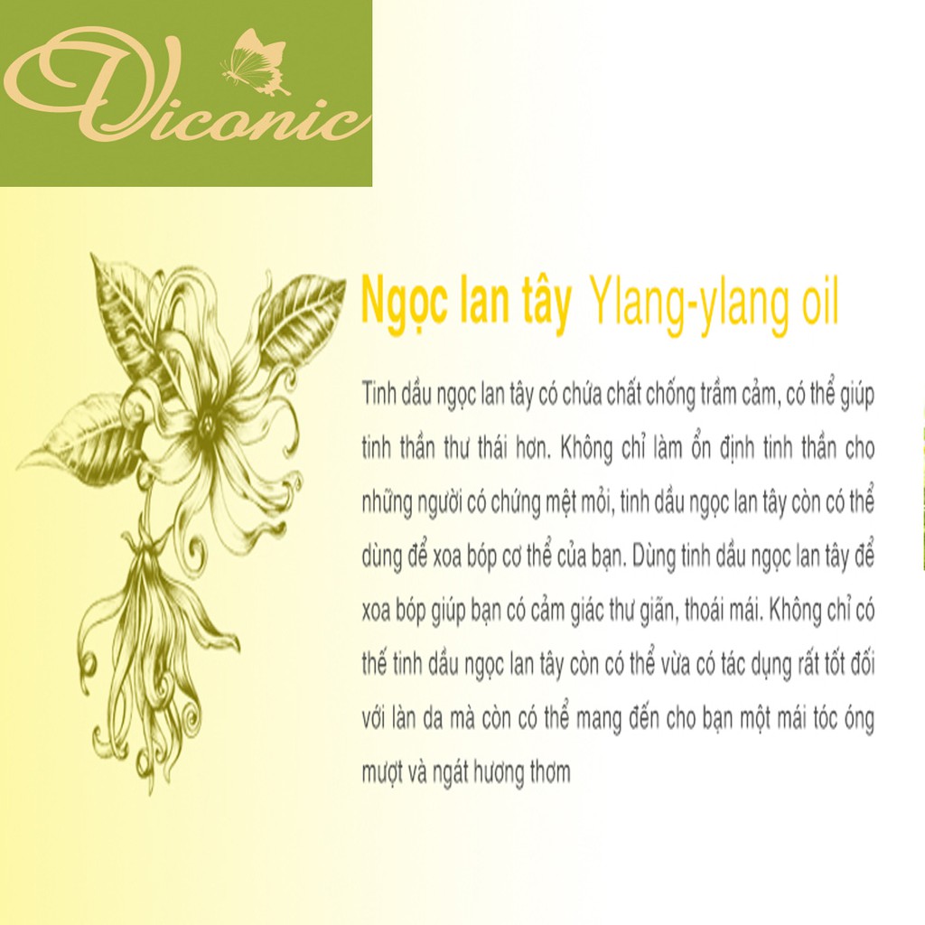 BỘ 1 TINH DẦU LAVENDER 10 ML + 1 TINH DẦU NGỌC LAN TÂY 10 ML + 1 TINH DẦU HOA HỒNG 10 ML VICONIC