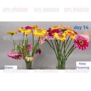 Nước cắm hoa lâu tàn Keep Flowering (1000ml)