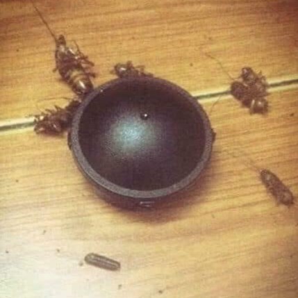 Diệt gián Nhật Bản hộp 12 viên
