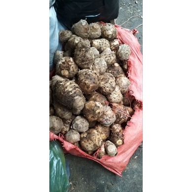 1kg Nghệ độc thân