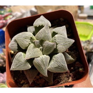 SEN ĐÁ HĂWORTHIA - chậu 9cm
