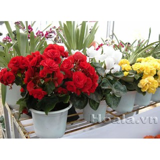 HẠT GIỐNG THU HẢI ĐƯƠNG: 20K 1 GÓI