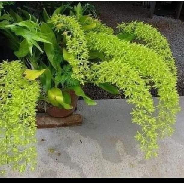 Hoa Lan vũ nữ hoàng hậu HOA TẾT