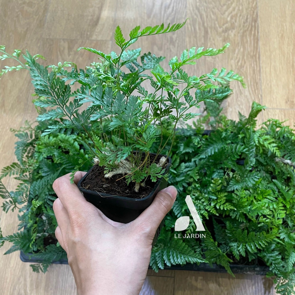 Dương xỉ Davallia, Dương xỉ chân vịt, dương xỉ chân thỏ, duơng xỉ mini - set bình terrarium, gắn lũa, đá hồ bán cạn