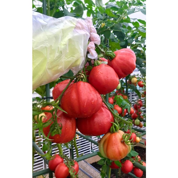 Cà chua múi lê khổng lồ Nga