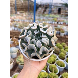 Sen đá cúc trắng size trung 8-12cm