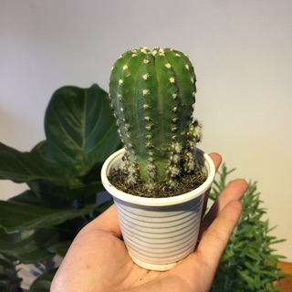Xương rồng Echino