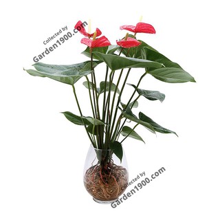 Cây hồng môn đỏ thủy sinh - Cây nội thất văn phòng