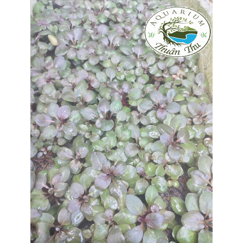 Cây Hồng ba tiêu - Cây cắt cắm trang trí bể thủy sinh bể cá cảnh, terarium, tiểu cảnh