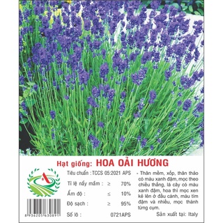 Hạt giống hoa Oải Hương